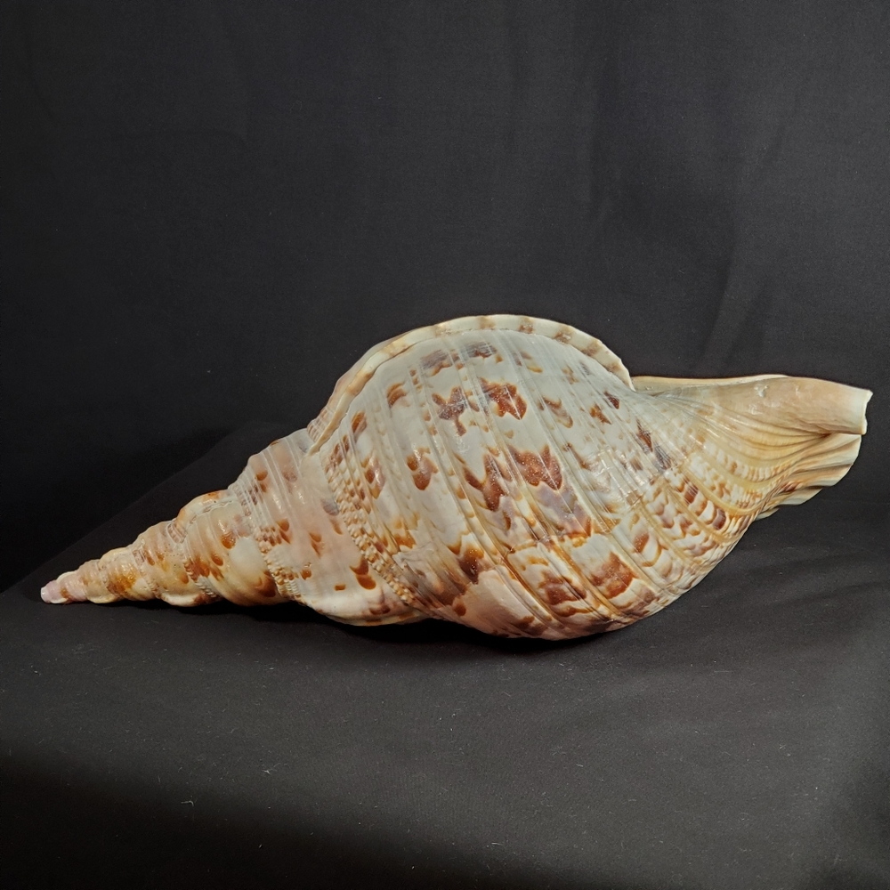 Triton's Trumpet Gaint Shell 14" - Picture 2 of 9